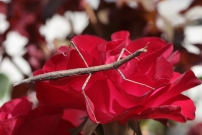 Le Phasme gaulois (Phasmatodea - Bacillidae - Clonopsis gallica)